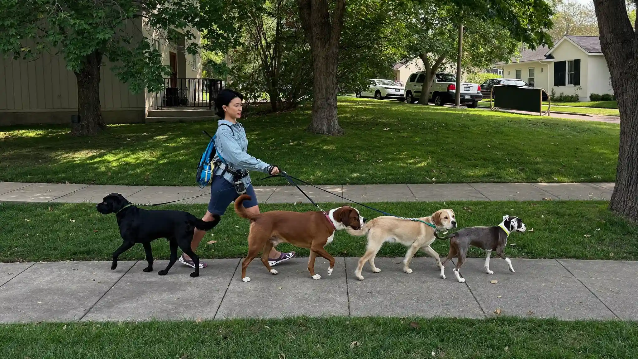 Dog walker walking three leashed dogs along a neighborhood sidewalk