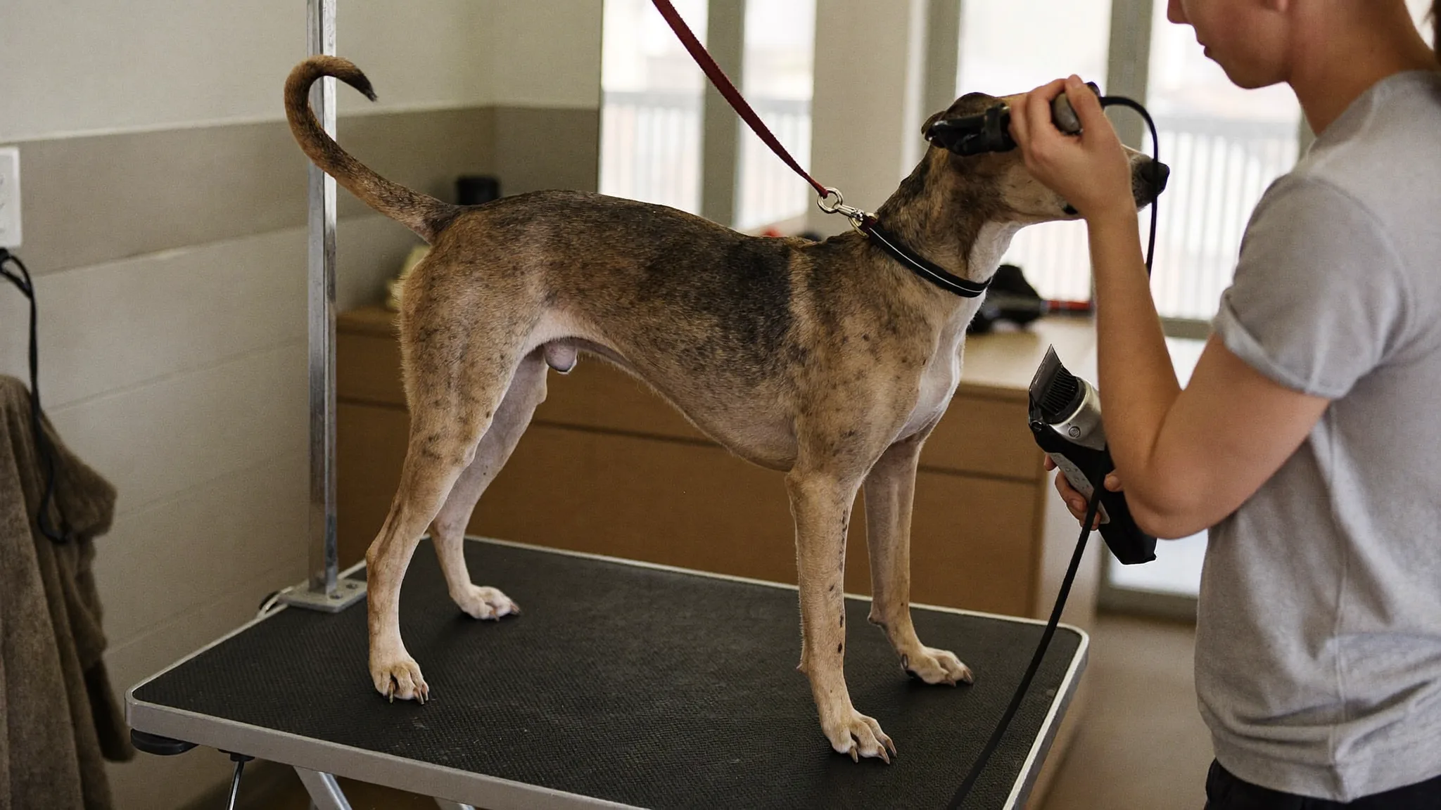 Pet groomer trimming a dog's coat on a grooming table