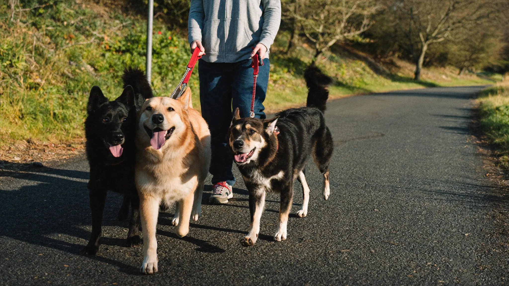 Dog walker walking several dogs on leashes in a park